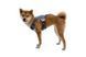 Автошлейка Ruffwear Load Up&trade; XXS 33-43 см Синій 435214 фото 6