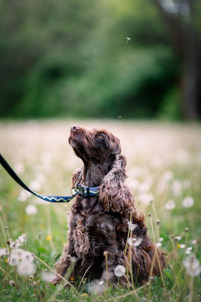 Повідець для собак Horizon Deep Teal Mix Wooly Wolf 414984767 фото