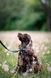 Повідець для собак Horizon Deep Teal Mix Wooly Wolf 414984767 фото 2