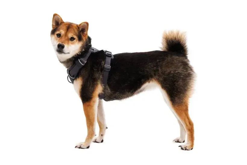 Повсякденна шлейка для собак Ruffwear Front Range&reg; L/XL 81-107 см Сірий 235121 фото