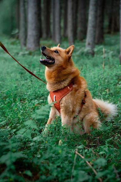 Шлея для собак Roam Wooly Wolf (Terracotta Ripple, XL) 1014752 фото