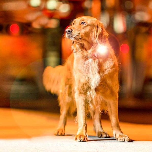 Max & Molly Matrix Ultra LED - Safety light-Lime Green- Макс та Молли Ліхтарик світлодіодний зелений 384784465 фото
