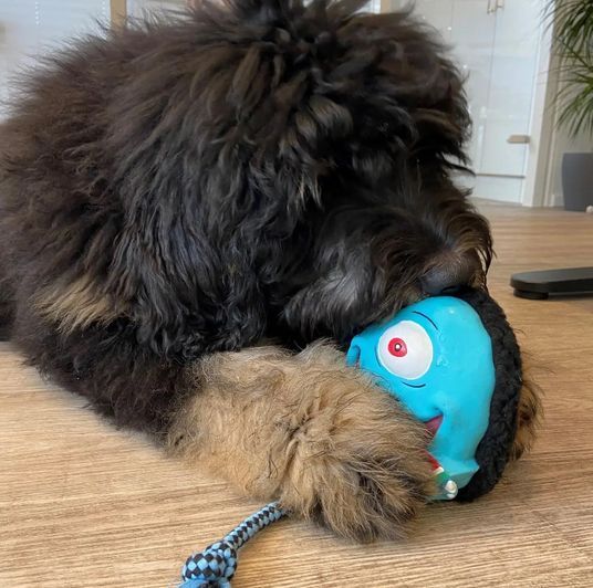 Іграшка Max & Molly для собак Буба Кінг Snuggles Toy - Bubba King 014469 фото