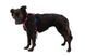 Полегшена шлейка для собак Ruffwear Hi & Light&trade; XS 43-56 см Малиновий 049395033 фото 4