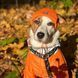 Шапка для собак Hat-Dog акрил Помаранчева M 933973772 фото 5