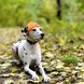 Шапка для собак Hat-Dog акрил Помаранчева M 933973772 фото 2