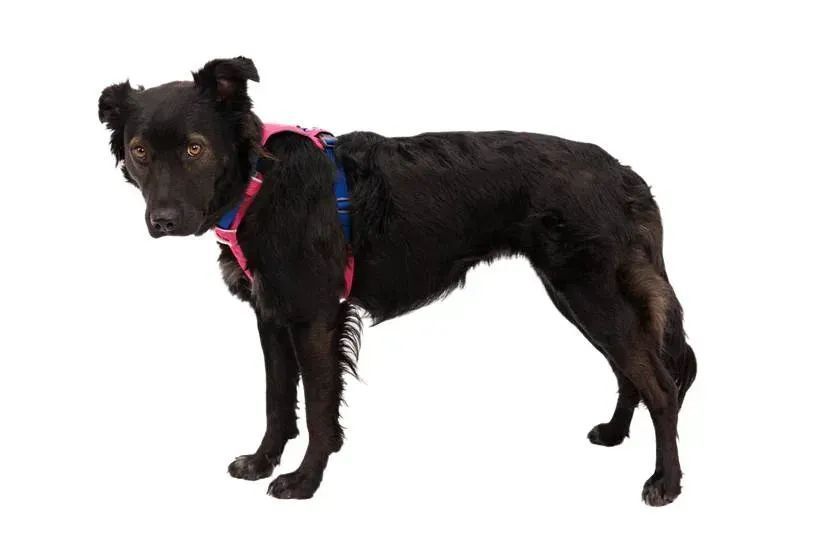 Полегшена шлейка для собак Ruffwear Hi & Light&trade; XS 43-56 см Малиновий 049395033 фото