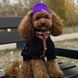 Шапка для собак Hat-Dog акрил Фіолетова M 173776 фото 5