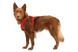 Повсякденна шлейка для собак Ruffwear Front Range&reg; XXS 33-43 см Червоний 0295038 фото 3
