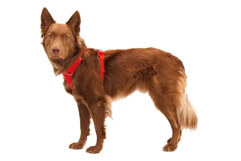 Повсякденна шлейка для собак Ruffwear Front Range&reg; XXS 33-43 см Червоний 0295038 фото