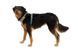 Повсякденна шлейка для собак Ruffwear Front Range M 69-81 см Бірюзово-жовто гарячий 60355153 фото 5
