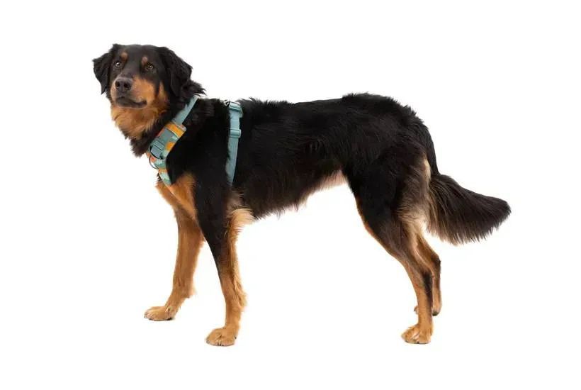 Повсякденна шлейка для собак Ruffwear Front Range M 69-81 см Бірюзово-жовто гарячий 60355153 фото